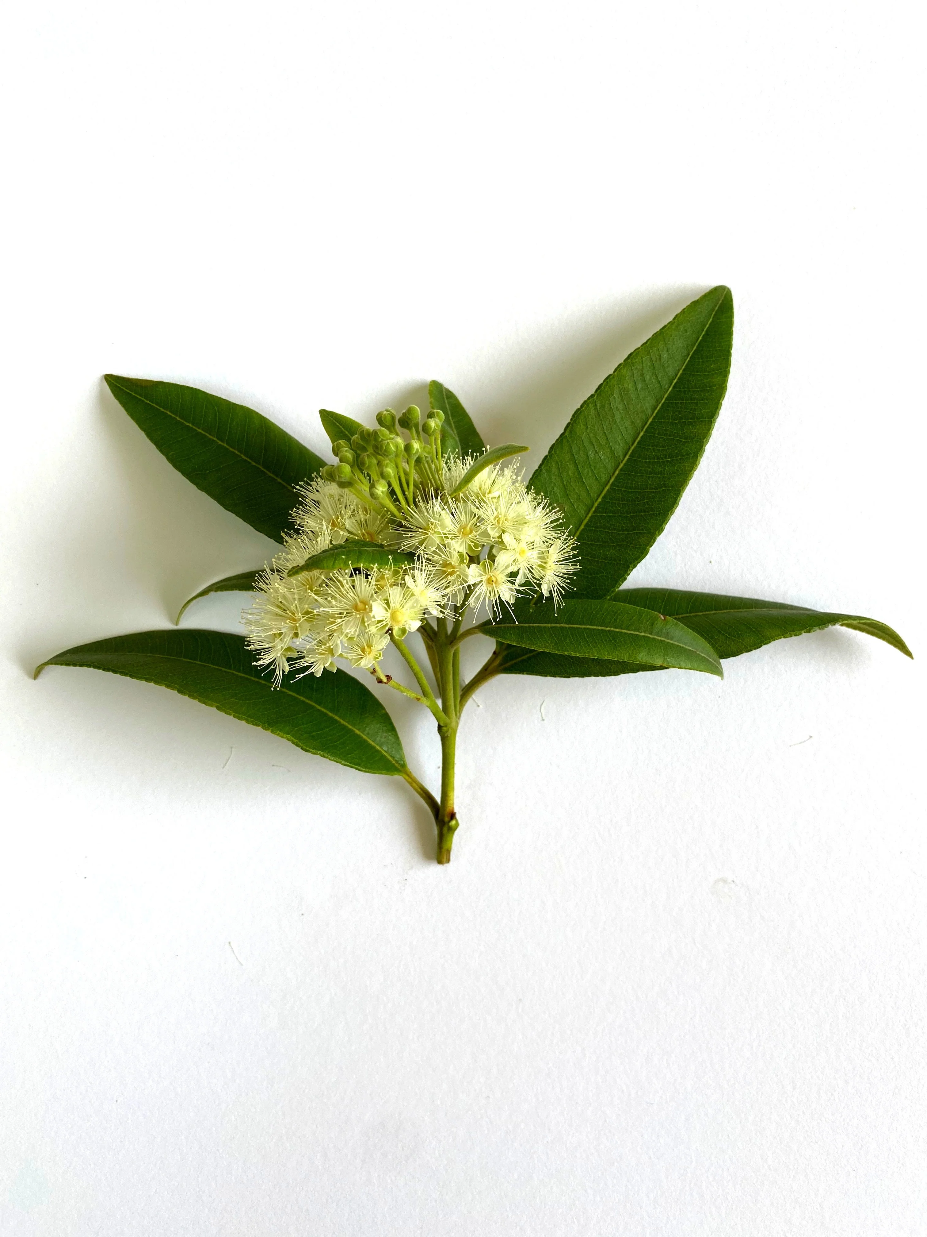 Fragrance Oil Singles - Image 13