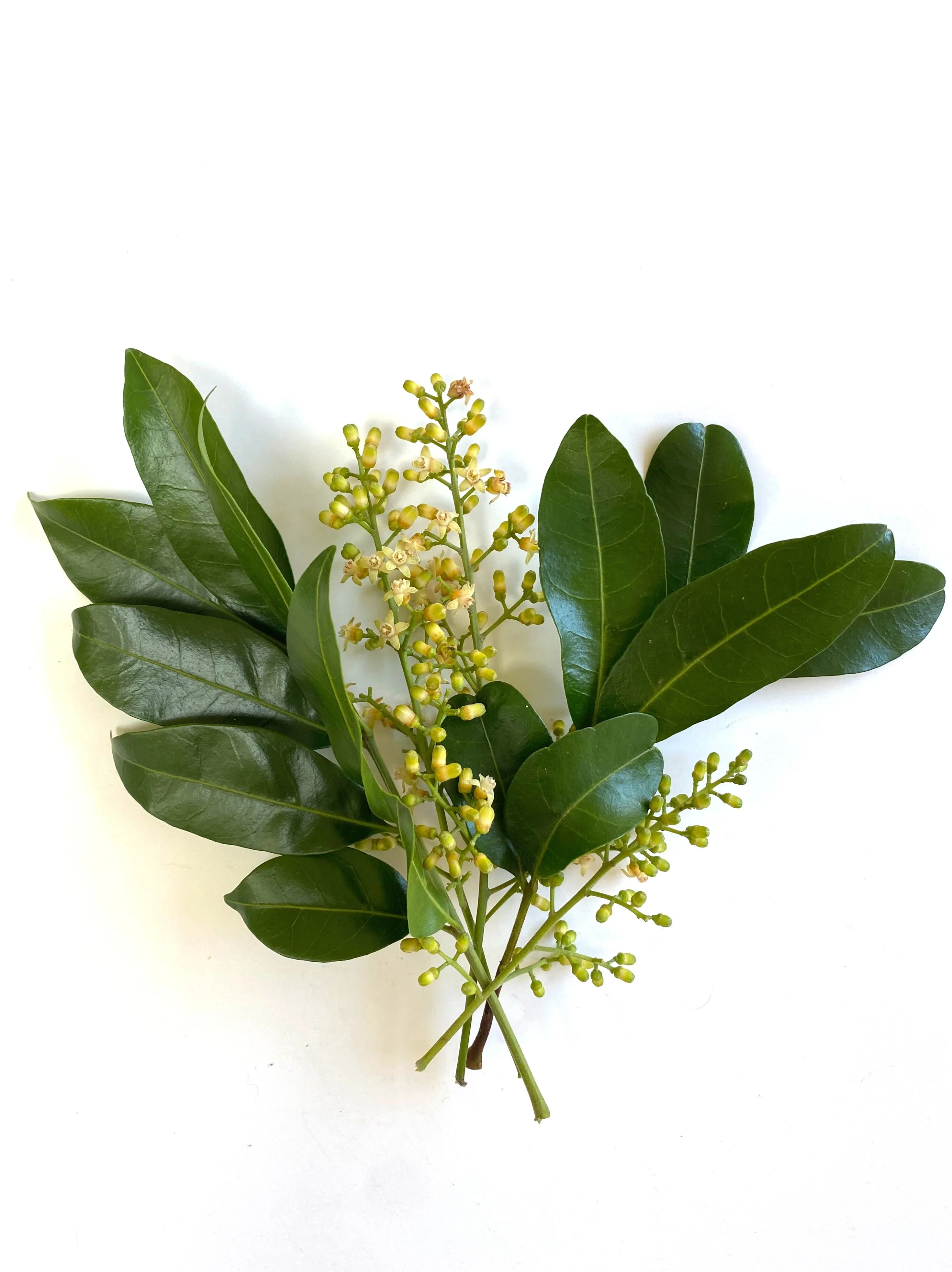 Fragrance Oil Singles - Image 7