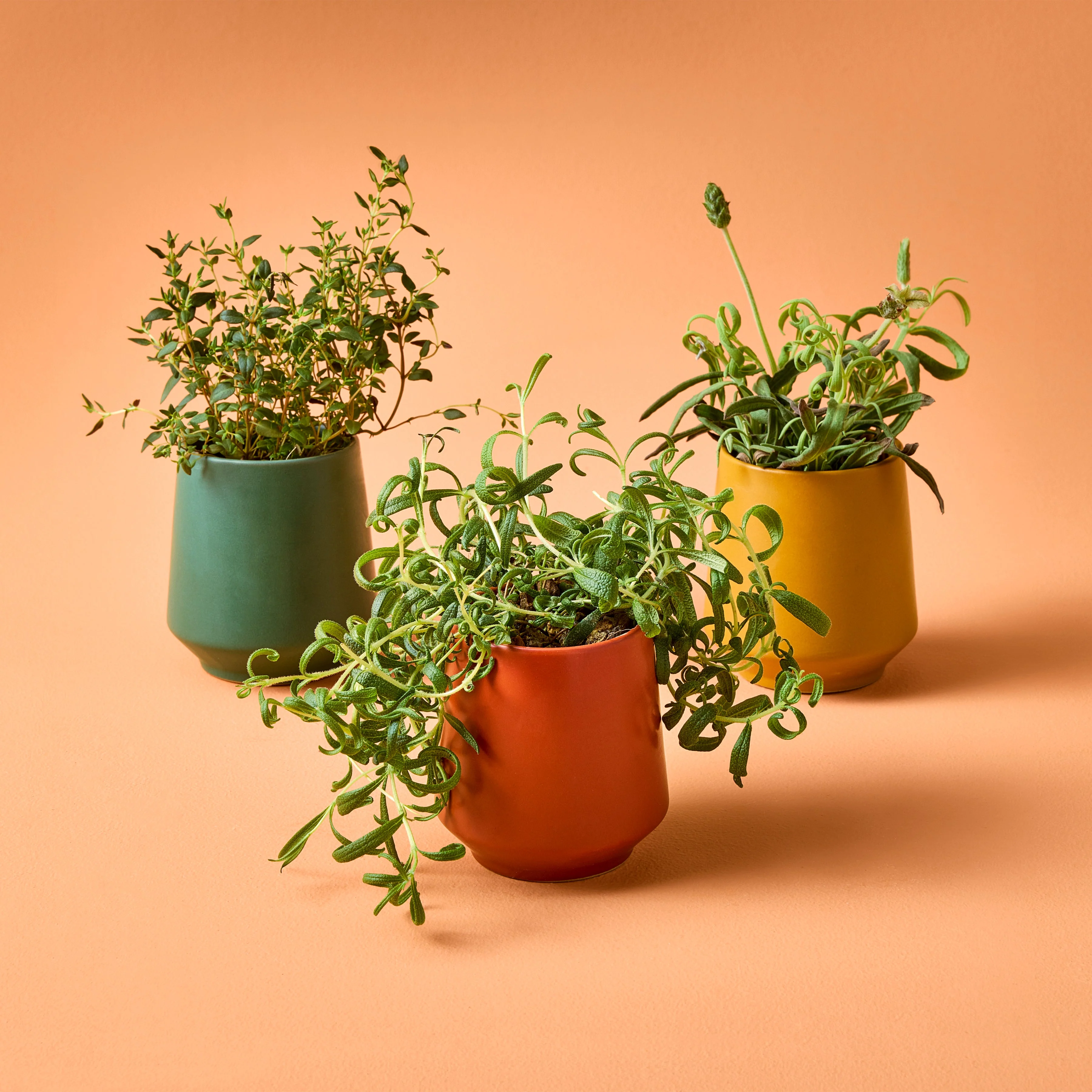 Rooted Candles - Image 3