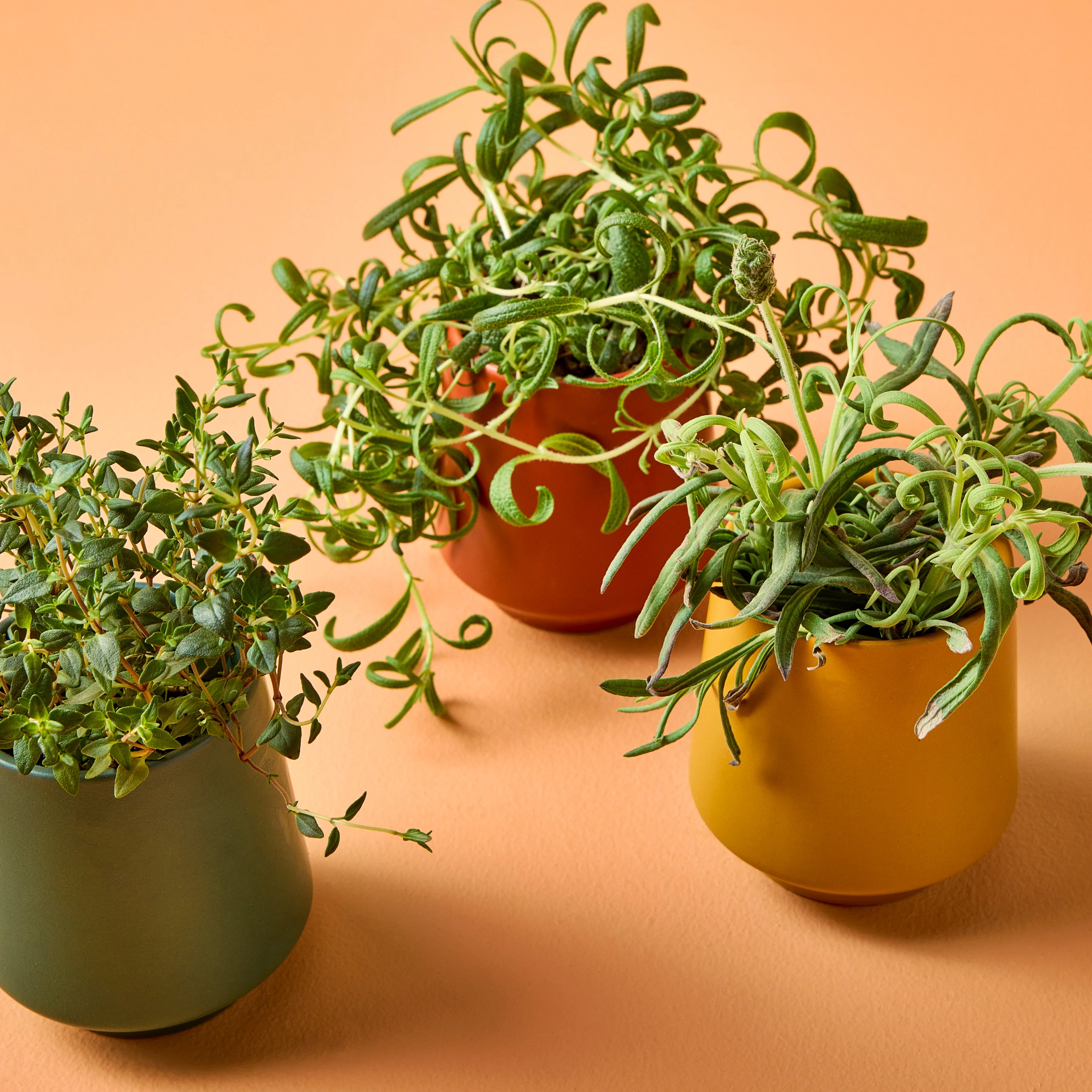 Rooted Candles - Image 7