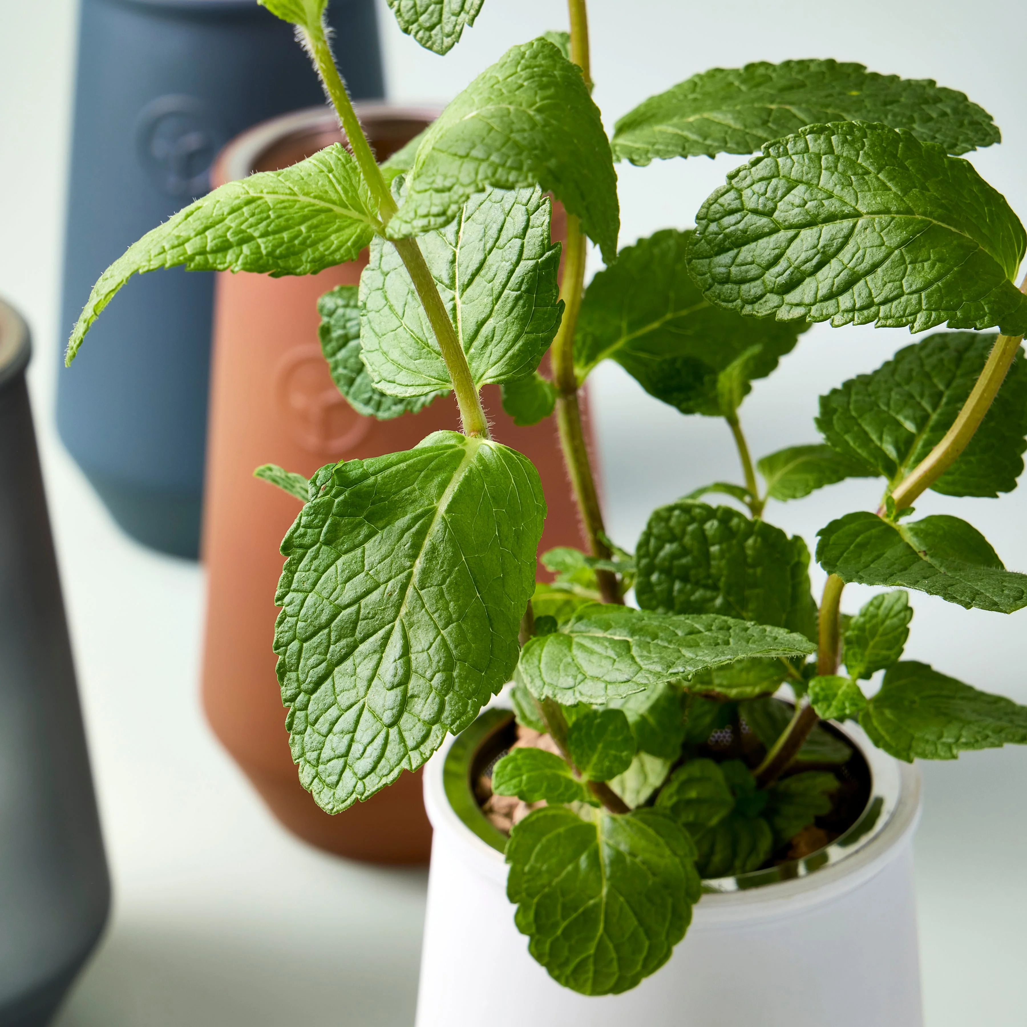 Tapered Tumbler Grow Kits - Image 4