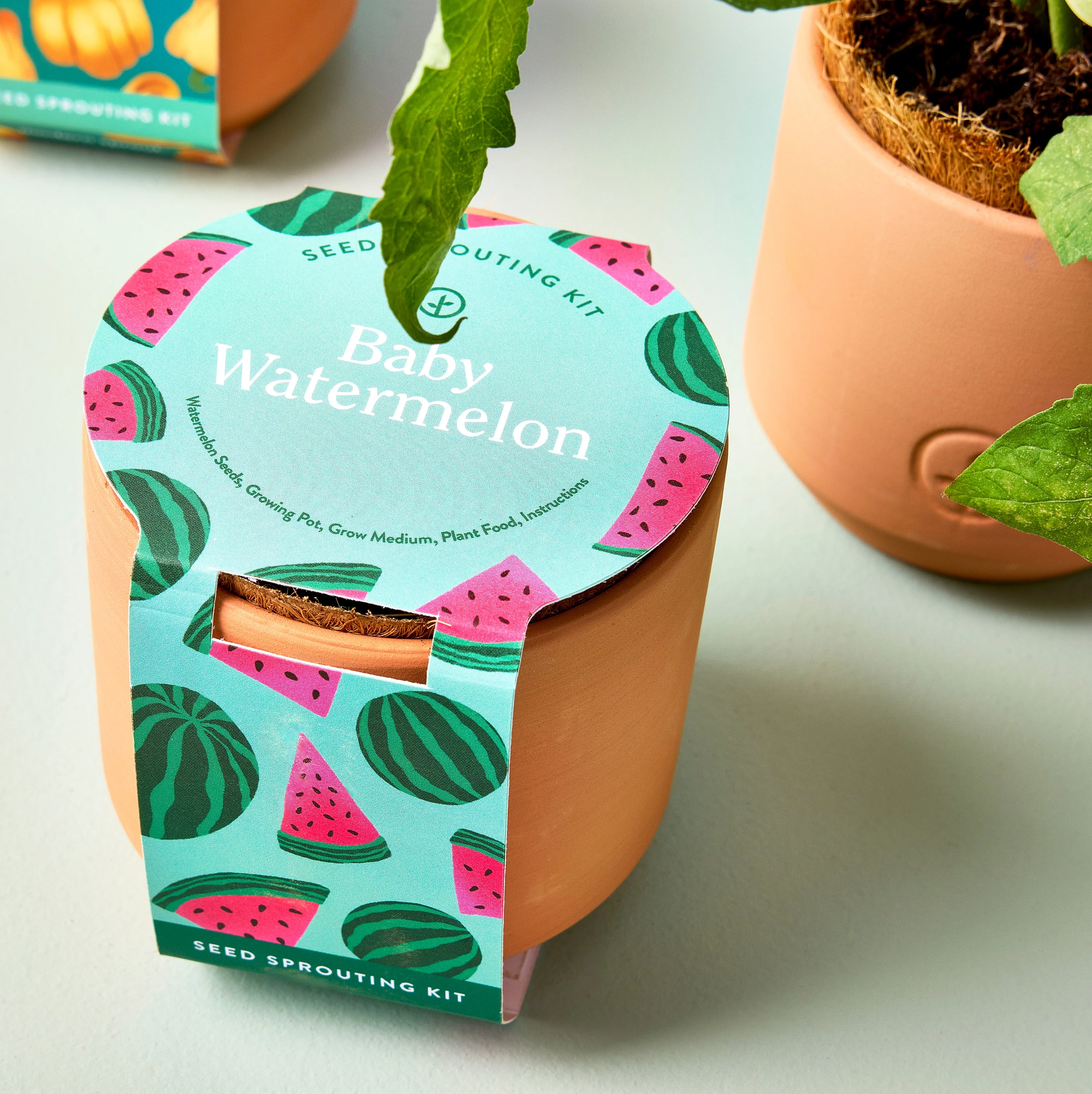 Tiny Terracotta Garden Kits - Image 12