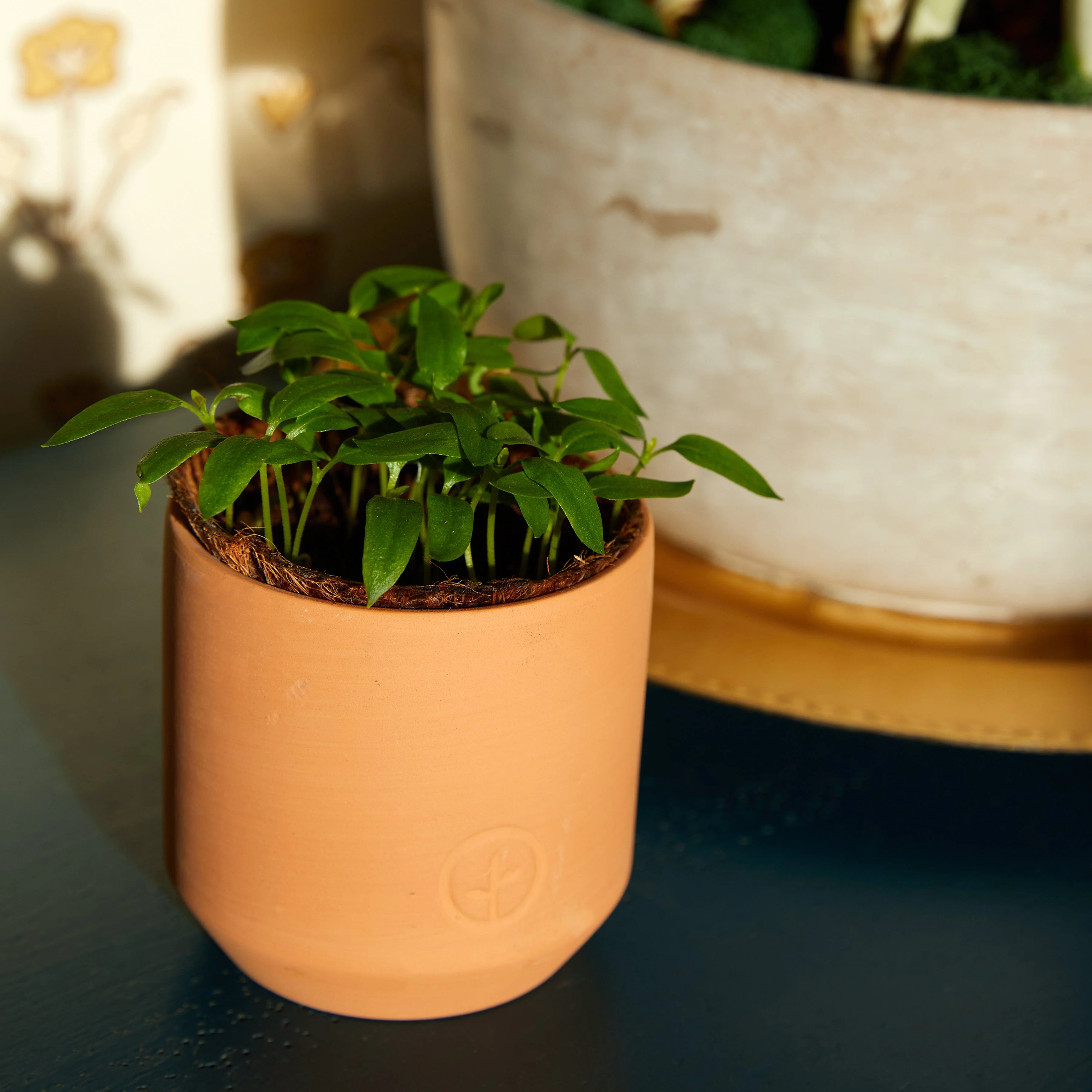 Tiny Terracotta Garden Kits - Image 14